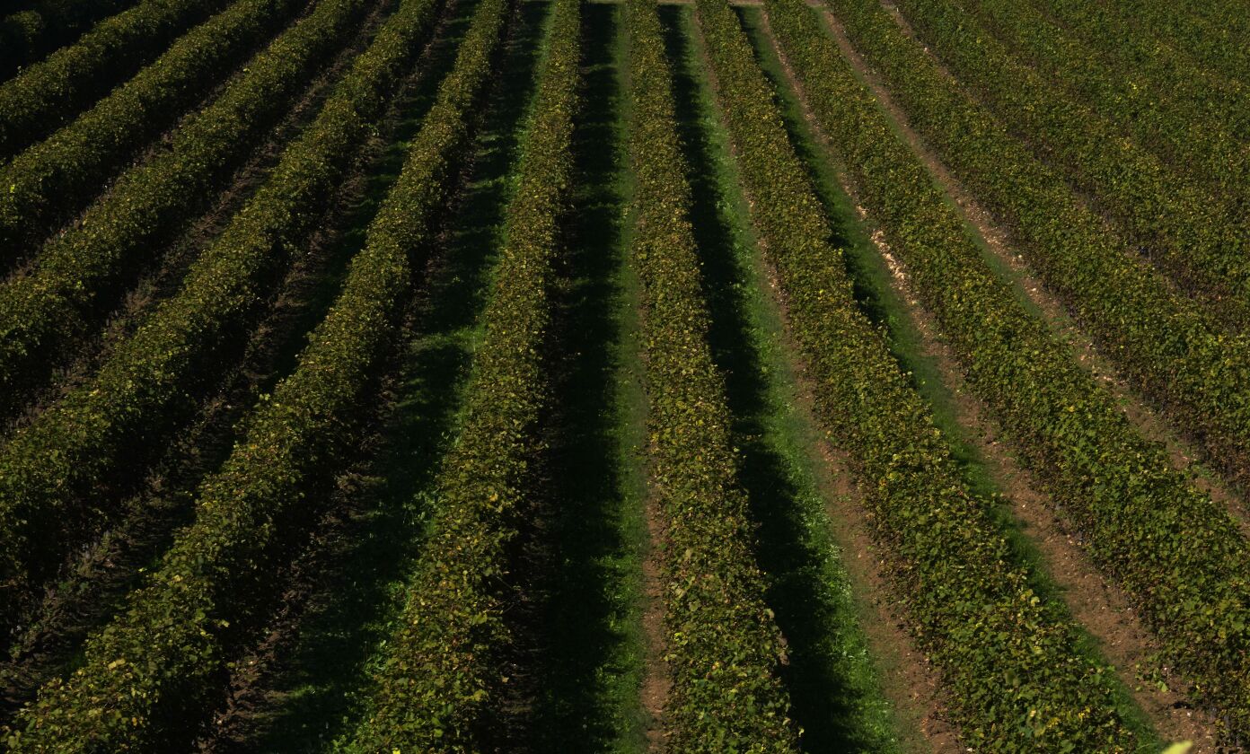 A view of the vineyard of the “Prosecco” variety in Colle Umberto, Italy, Friday, Oct. 15, 2021